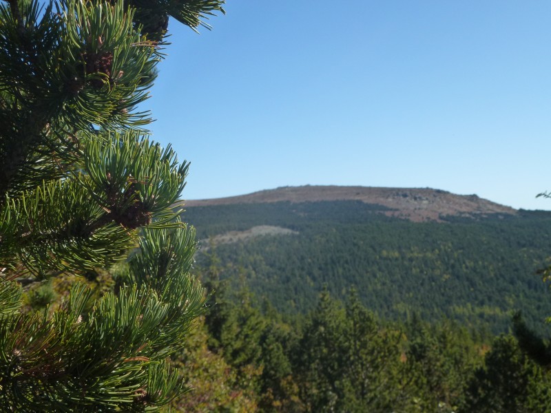 arbres colline